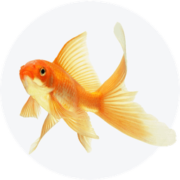 https://cdn.maaboom.com/shop/uploads/category_pet/fish-1.png
