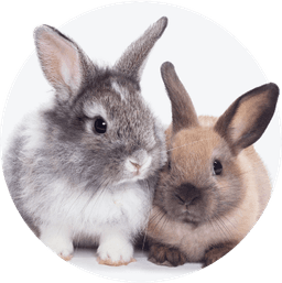 https://cdn.maaboom.com/shop/uploads/category_pet/rabbit-1.png