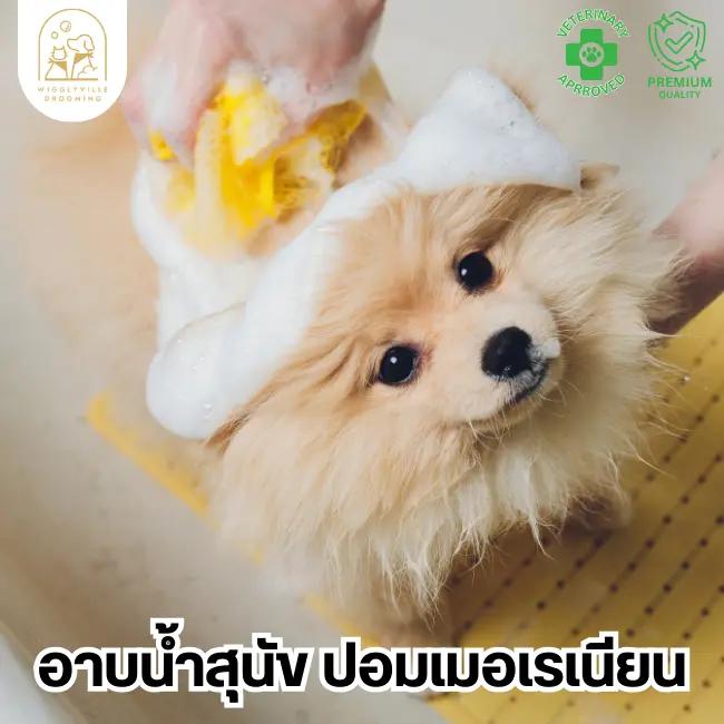 บริการอาบน้ำ สำหรับสุนัขสายพันธุ์ปอมเมอเรเนียน (Full Dog Bath For Pomeranian)