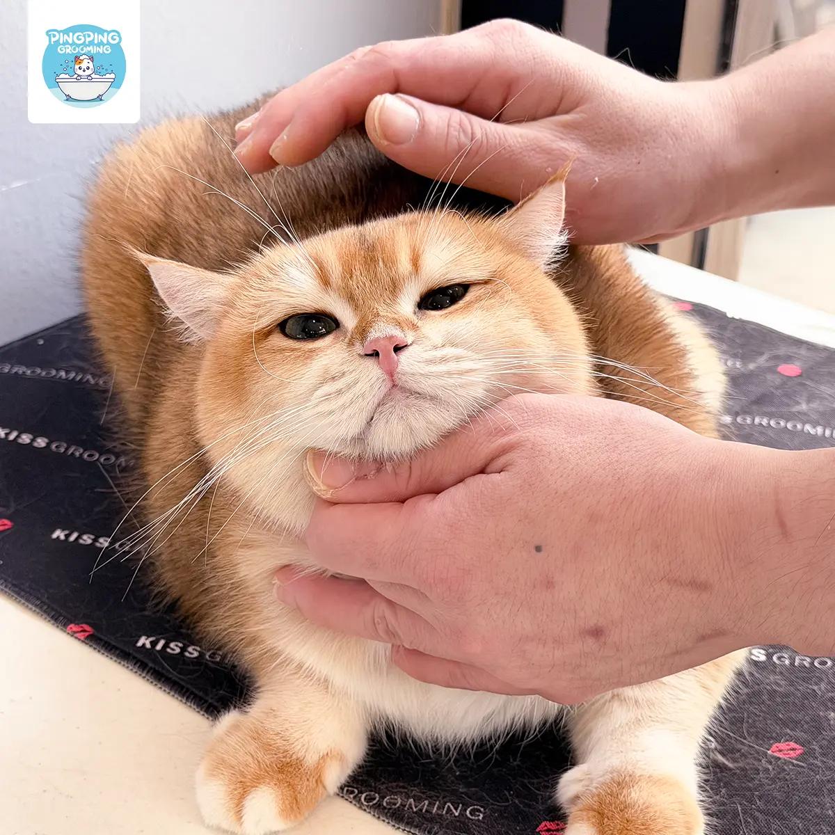 PINGPINGGROOMING Signature Premium Spa สำหรับแมว