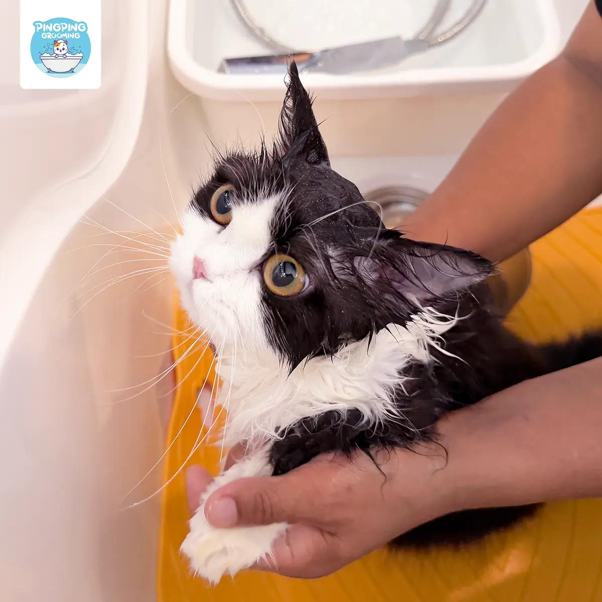 E-Voucher อาบน้ำเป่าขนแมว (Basic Care)