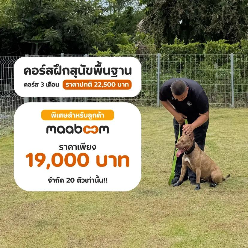 โปรโมชัน คอร์สฝึกสุนัขพื้นฐาน