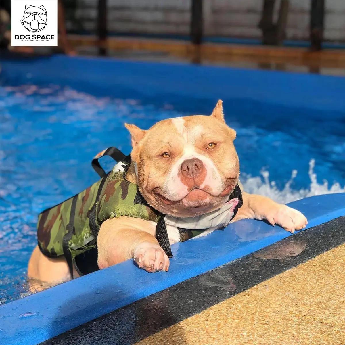 บริการสระว่ายน้ำสุนัข รวมอาบน้ำ+เป่าขน