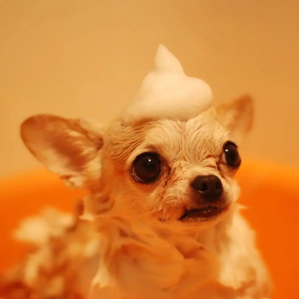 บริการอาบน้ำ - ตัดขน  (สำหรับสุนัข)