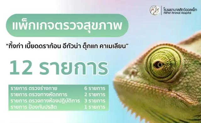 แพ็คเกจ ตรวจสุภาพ กิ้งก่า เบียดดราก้อน อีกัวน่า ตุ๊กแก และคาเมเลียน