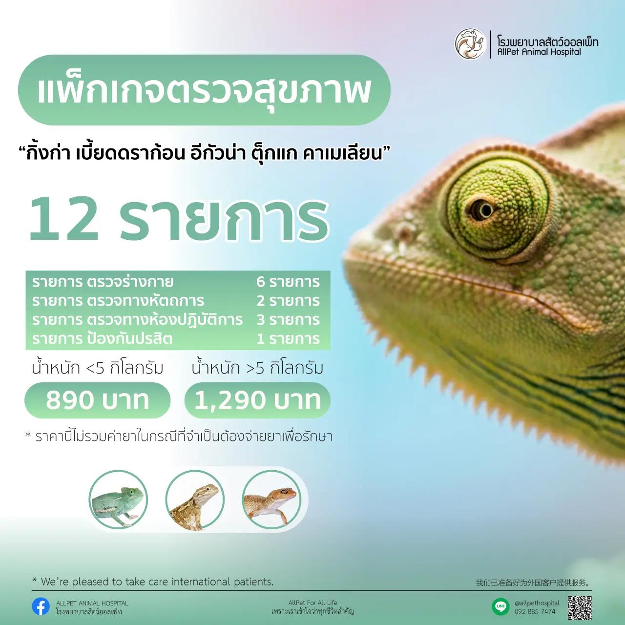 แพ็คเกจ ตรวจสุภาพ กิ้งก่า เบียดดราก้อน อีกัวน่า ตุ๊กแก และคาเมเลียน น้ำหนักน้อยกว่า 5 กิโลกรัม