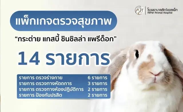 แพ็คเกจ ตรวจสุภาพ กระต่าย แกสบี้ ชินชิลล่า และแพรี่ด็อก