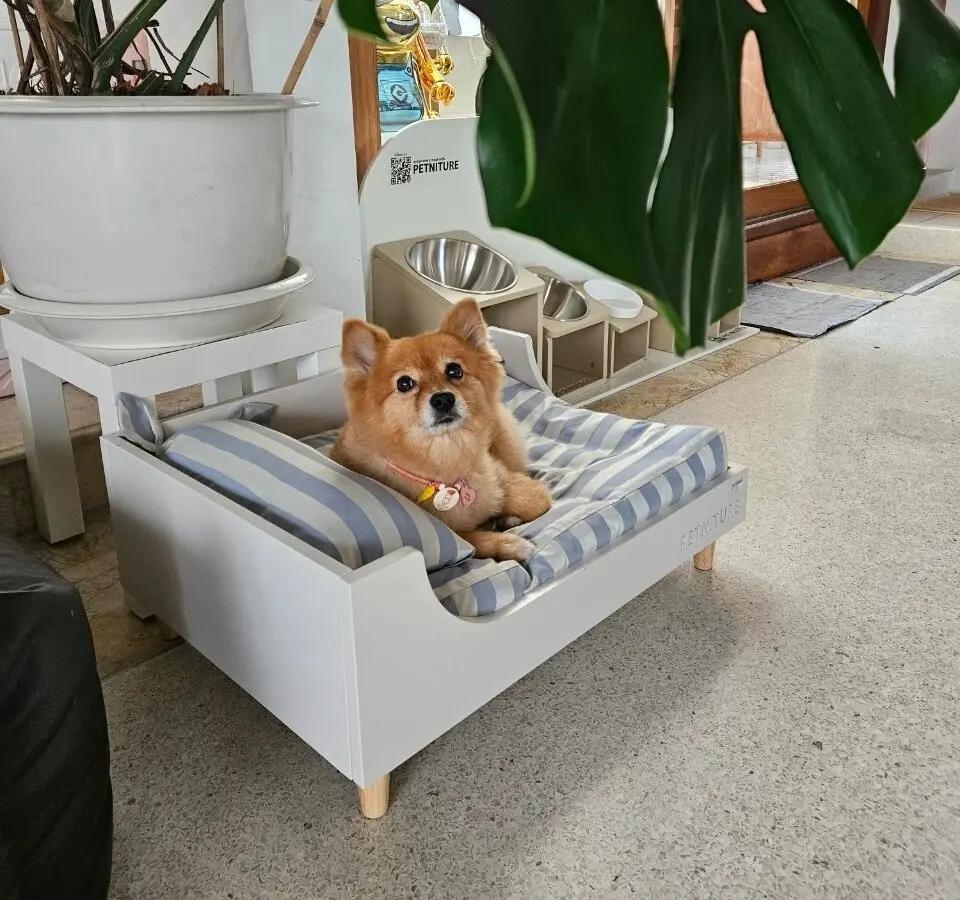 Dog Basic Bath (longhair)