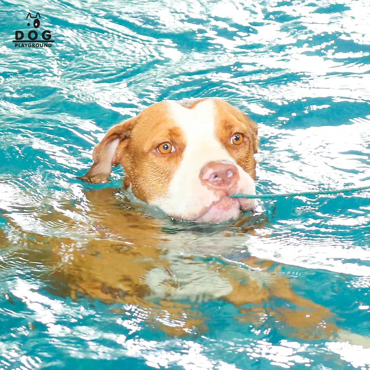 Voucher 4,000 บาท ใช้แทนเงินสด 4,500 บาท ( การบริการ Cafe Pet Friendly และโรงแรมสุนัข)