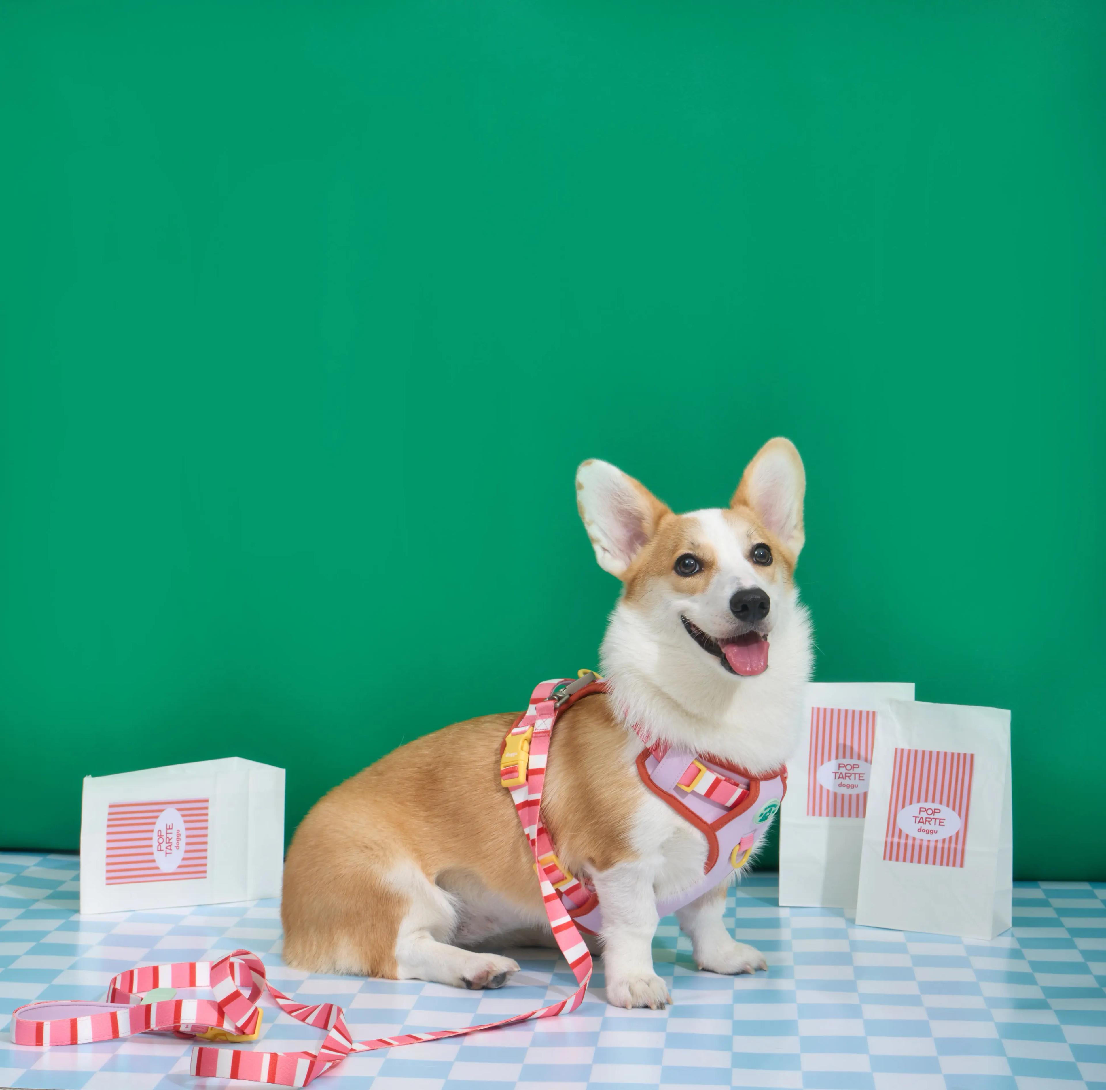 DOGGU PETS Parco Mille Harness Set เซ็ตสายรัดอกพร้อมสายจูง น้องหมา น้องแมวใส่ได้ สวมใส่ง่าย สายจูงยาว 180ซม