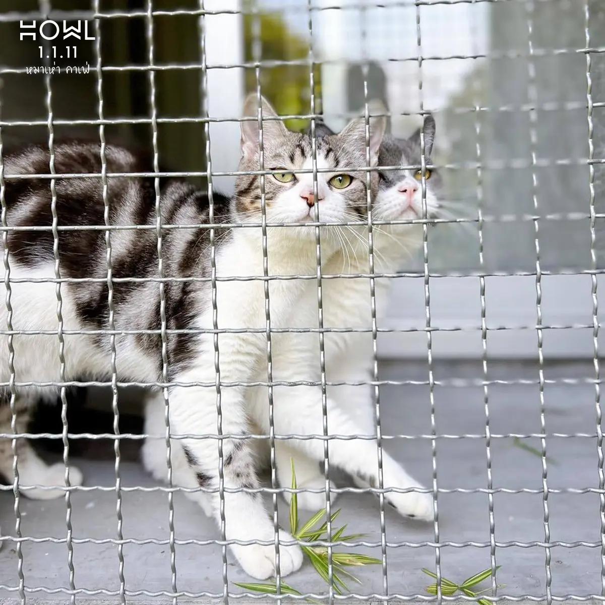 โรงแรมแมว ที่พัก 5 คืน แถม 1 คืน