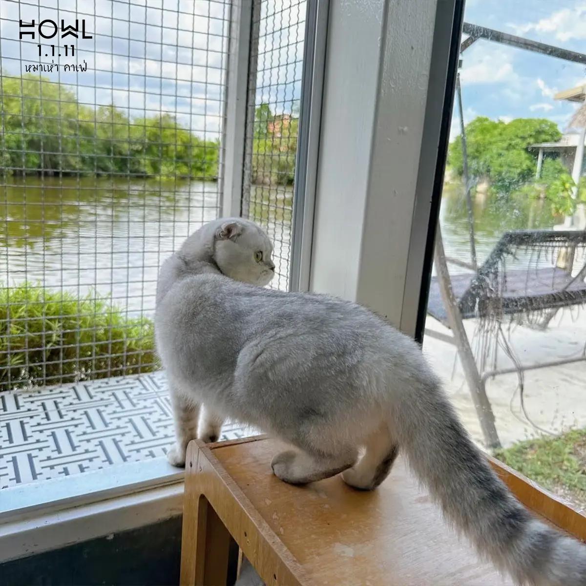 โรงแรมแมว ที่พัก 10 คืน แถม 2 คืน