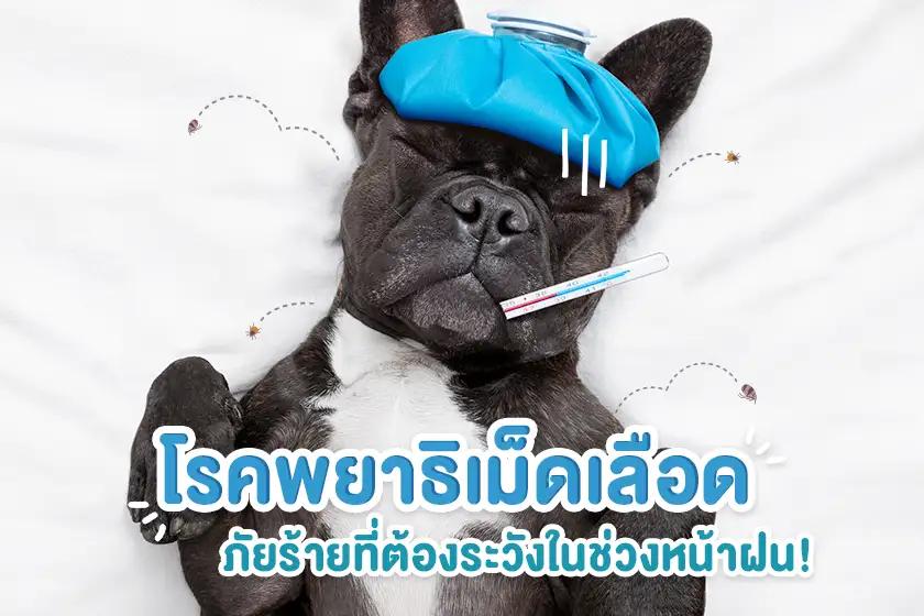 โรคพยาธิเม็ดเลือด ภัยร้ายที่ต้องระวังในช่วงหน้าฝน!