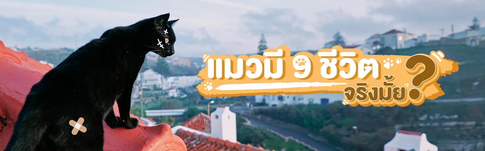 Article Banner