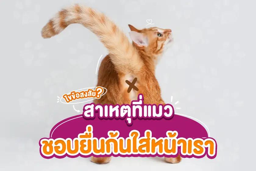 ไขข้อสงสัย สาเหตุที่แมวชอบยื่นก้นใส่หน้าเรา