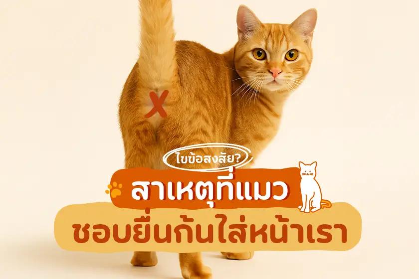 ไขข้อสงสัย สาเหตุที่แมวชอบยื่นก้นใส่หน้าเรา