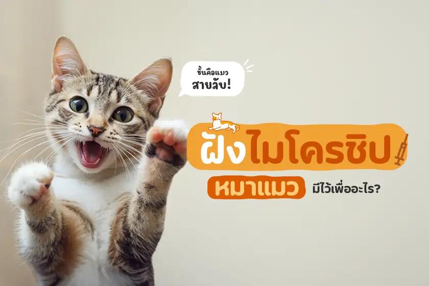 ฝังไมโครชิปหมาแมว มีไว้เพื่ออะไร?