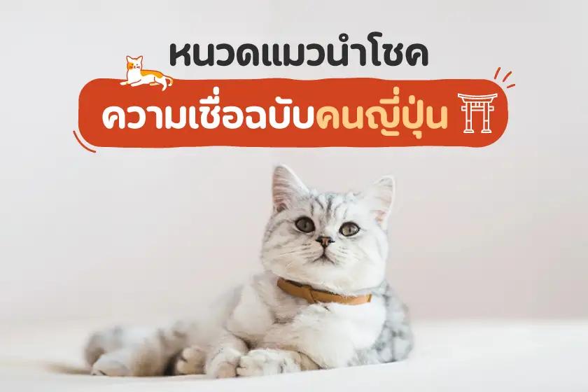 หนวดแมวนำโชค?!? ความเชื่อฉบับคนญี่ปุ่น
