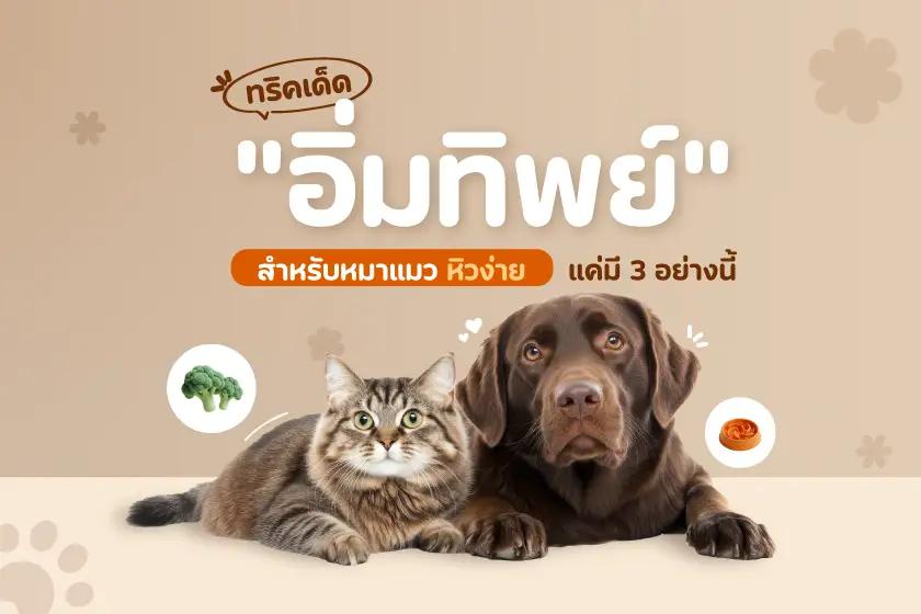 ทริคเด็ดอิ่มทิพย์ สำหรับหมาแมวหิวง่าย แค่มี 3 อย่างนี้