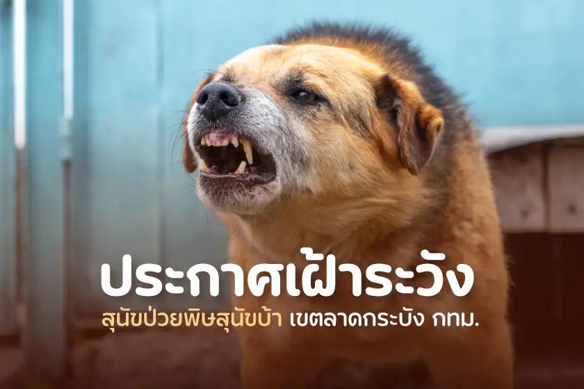 ประกาศเตือนภัย! เฝ้าระวังโรคพิษสุนัขบ้าระบาด พื้นที่เขตลาดกระบัง กทม.