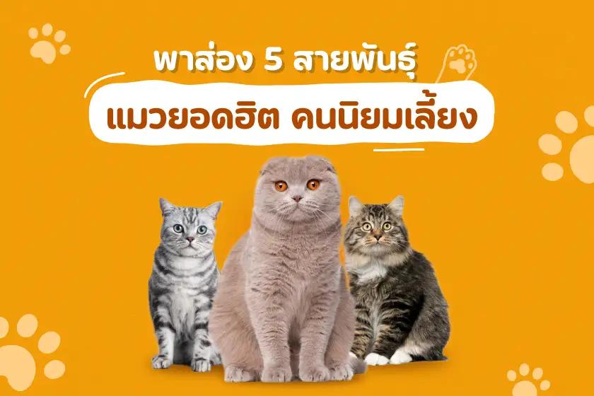 พาส่อง 5 สายพันธุ์แมวยอดฮิต คนนิยมเลี้ยง