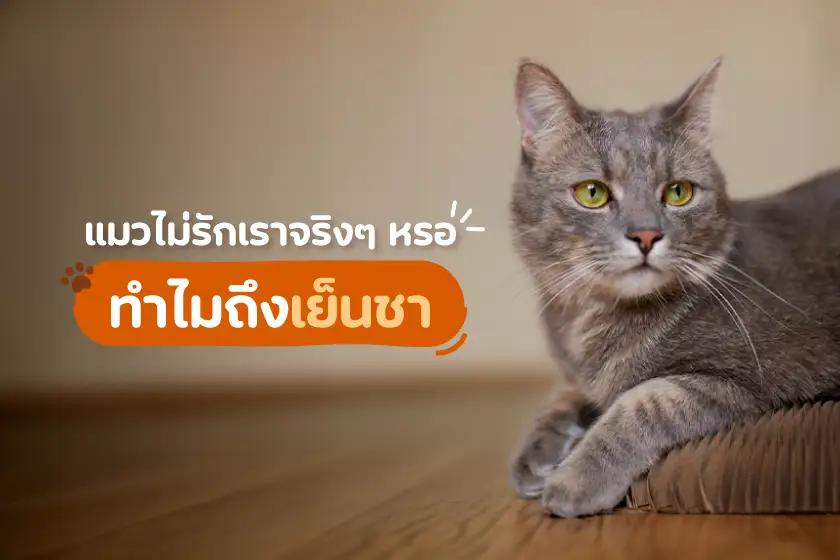 แมวไม่รักเราจริงๆ หรอ ทำไมถึงเย็นชา