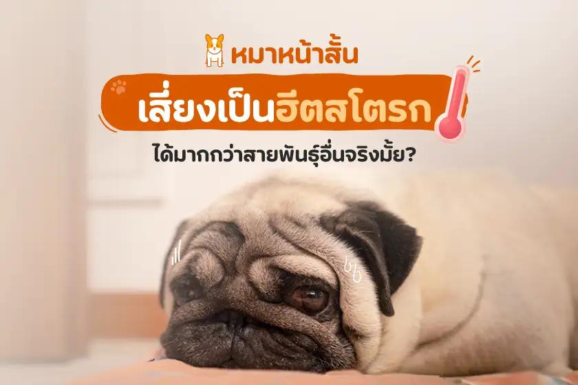 หมาหน้าสั้นเสี่ยงเป็นฮีตสโตรก ได้มากกว่าสายพันธุ์อื่นจริงมั้ย?