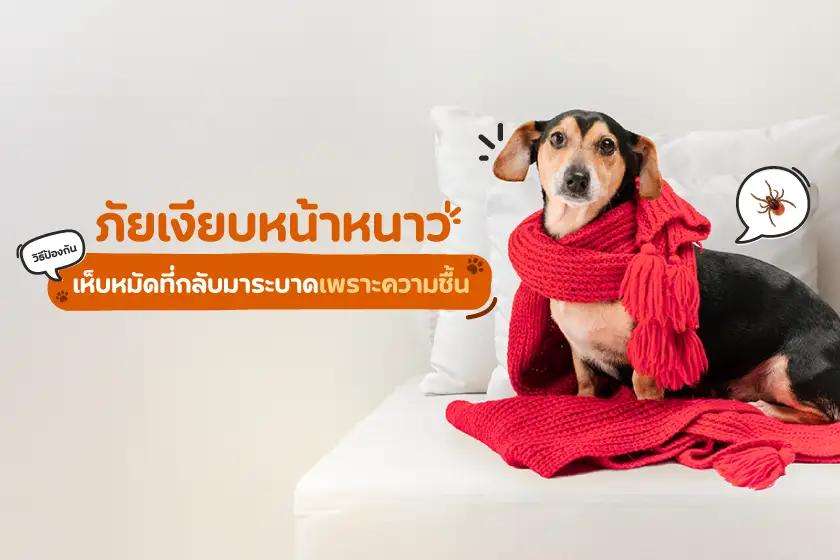 ภัยเงียบหน้าหนาว วิธีป้องกันเห็บหมัดที่กลับมาระบาดเพราะความชื้น