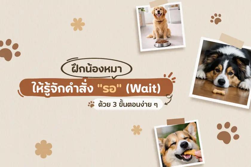 ฝึกน้องหมาให้รู้จักคำสั่ง "รอ" ด้วย 3 ขั้นตอนง่าย ๆ