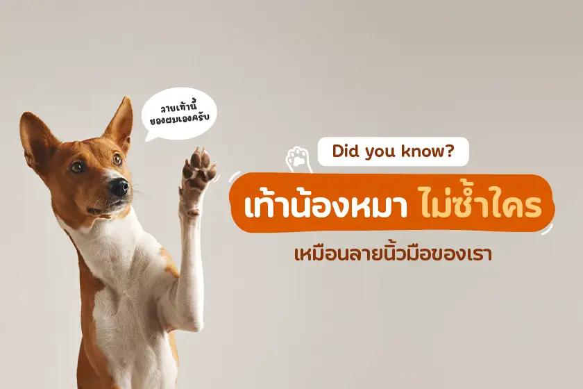 Did You Know? เท้าน้องหมาไม่ซ้ำใคร เหมือนลายนิ้วมือของเรา