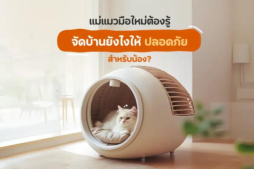 แม่แมวมือใหม่ต้องรู้ จัดบ้านยังไงให้ปลอดภัยสำหรับน้องแมว