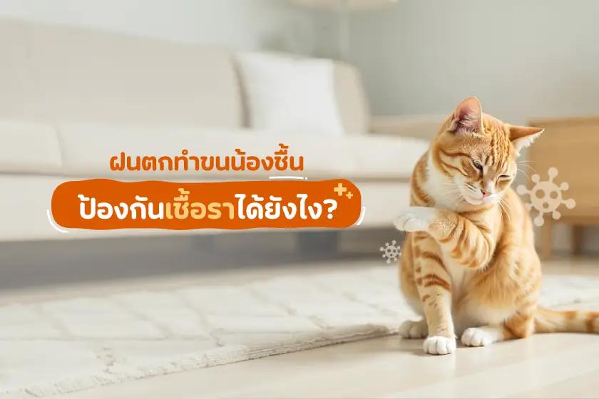 ฝนตกทำขนน้องแมวชื้น ป้องกันเชื้อรายังไงดี?