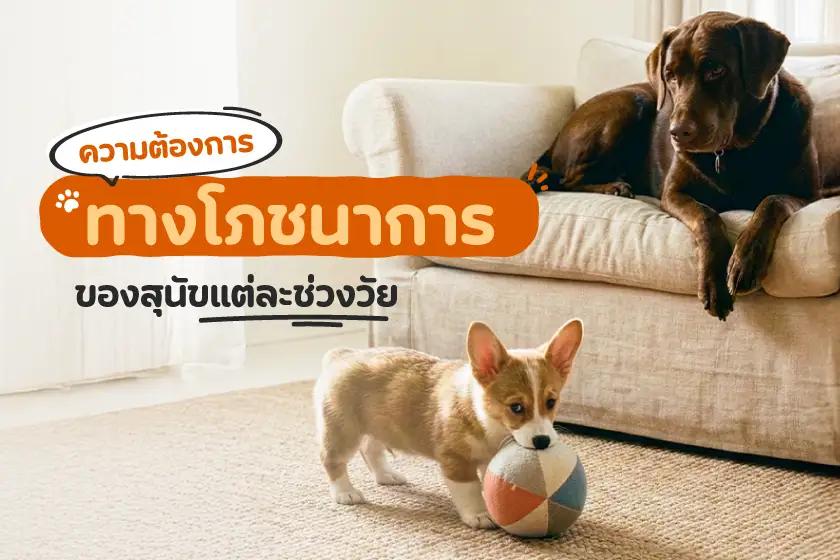 ความต้องการทางโภชนาการ ของสุนัขแต่ละช่วงวัย