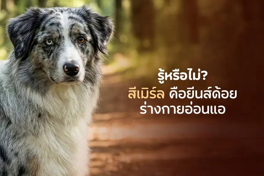 จริงหรือไม่? สีเมิร์ลคือยีนส์ด้อย ร่างกายอ่อนแอ