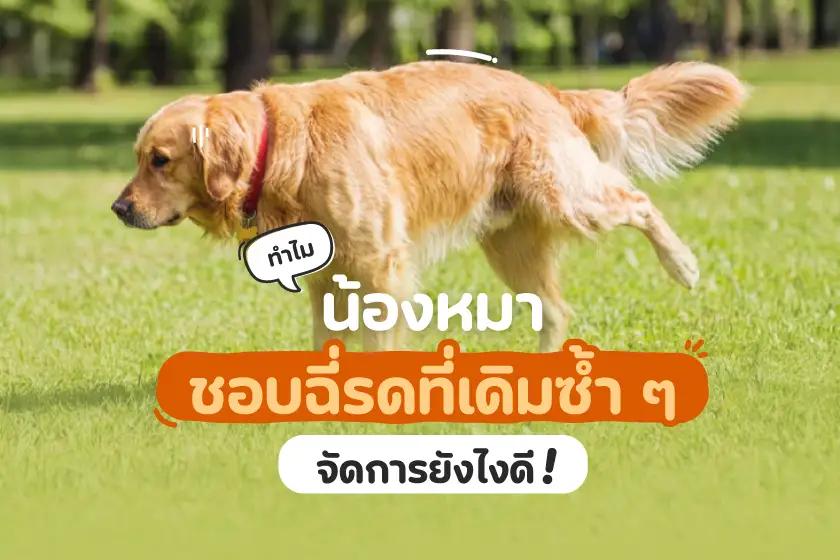 ทำไมน้องหมาชอบฉี่รดที่เดิมซ้ำ ๆ  จัดการยังไงดี!