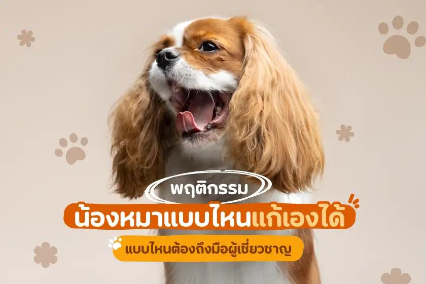 พฤติกรรมน้องหมาแบบไหนแก้เองได้ แบบไหนต้องถึงมือผู้เชี่ยวชาญ