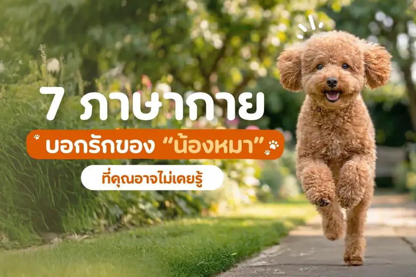 7 ภาษากายบอกรักของน้องหมาที่คุณอาจไม่เคยรู้