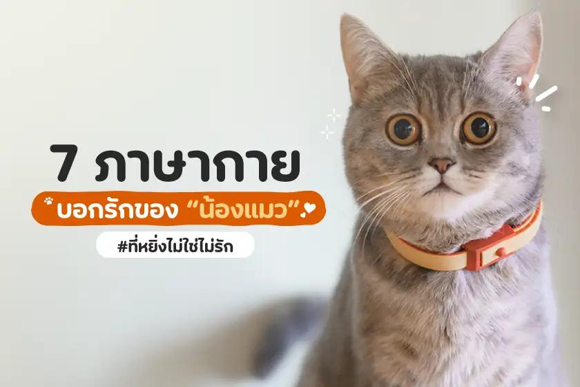 7 ภาษากายบอกรักของน้องแมว (ที่หยิ่งไม่ใช่ไม่รัก)