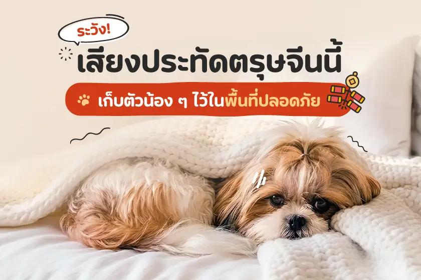 ระวัง! เสียงประทัดตรุษจีนนี้ เก็บตัวน้อง ๆ ไว้ในพื้นที่ปลอดภัย