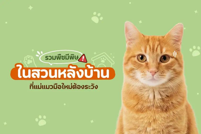 รวมพืชมีพิษในสวนหลังบ้าน ที่แม่แมวมือใหม่ต้องระวัง