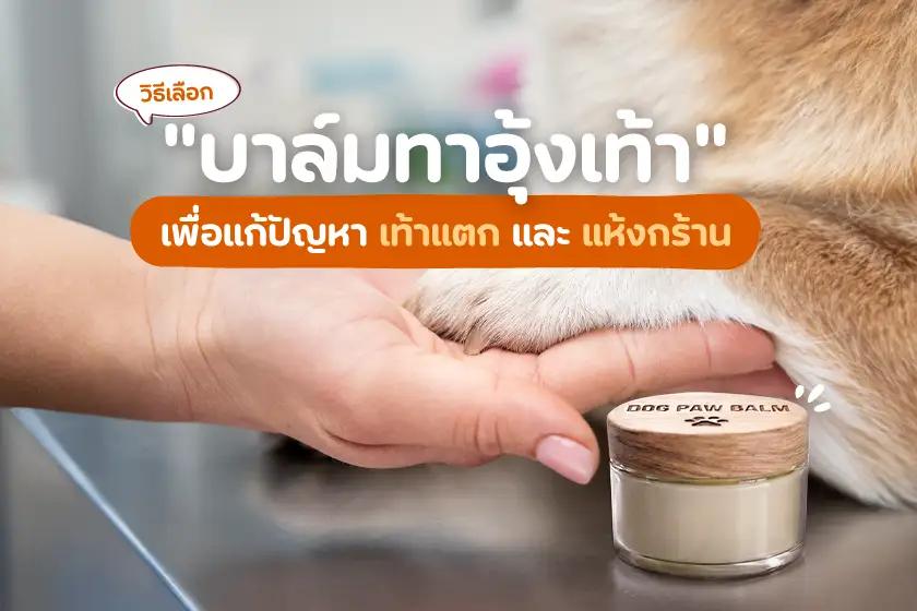 วิธีเลือก "บาล์มทาอุ้งเท้า"  เพื่อแก้ปัญหาเท้าแตกและแห้งกร้าน