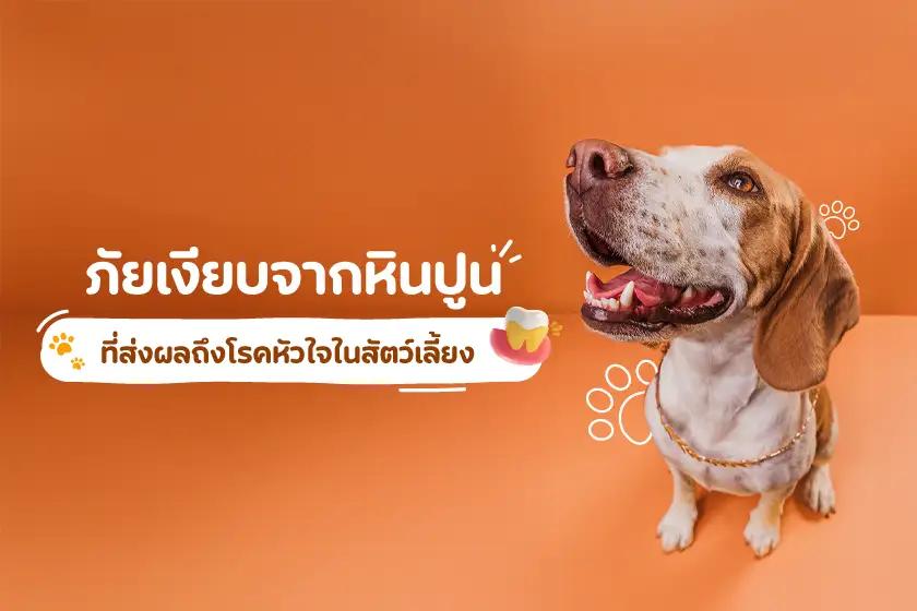 ภัยเงียบจากหินปูน ที่ส่งผลถึงโรคหัวใจในสัตว์เลี้ยง