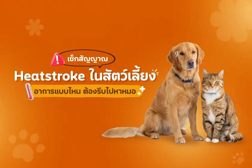 เช็กสัญญาณ Heatstroke ในสัตว์เลี้ยง อาการแบบไหนต้องรีบไปหาหมอ