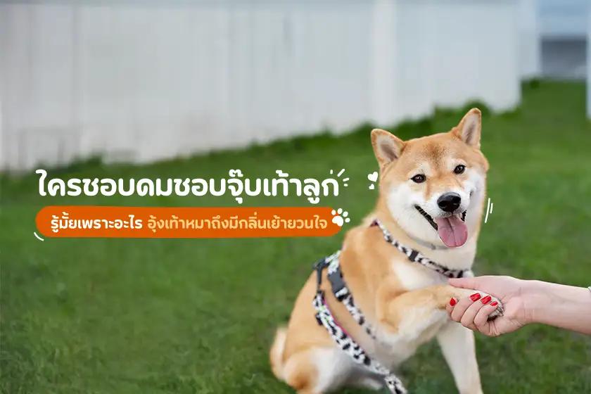 ใครชอบดมชอบจุ๊บเท้าลูกเหมือนกันบ้าง? รู้มั้ยเพราะอะไร อุ้งเท้าหมาถึงมีกลิ่นเย้ายวนใจ