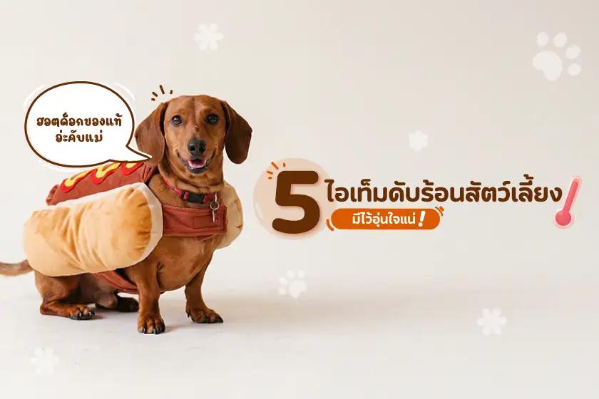5 ไอเท็มดับร้อนสัตว์เลี้ยง มีไว้อุ่นใจแน่!