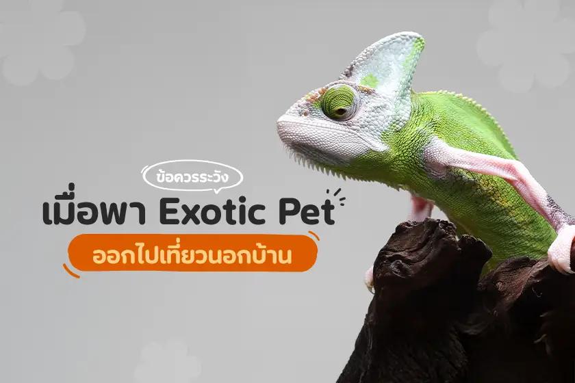 ข้อควรระวังเมื่อพา Exotic Pet ออกไปเที่ยวนอกบ้าน