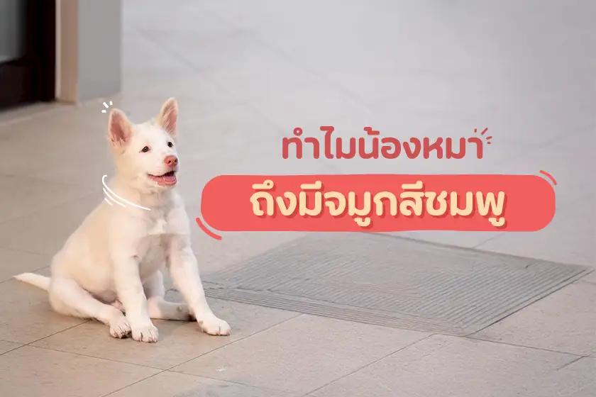 ทำไมน้องหมา ถึงมีจมูกสีชมพู
