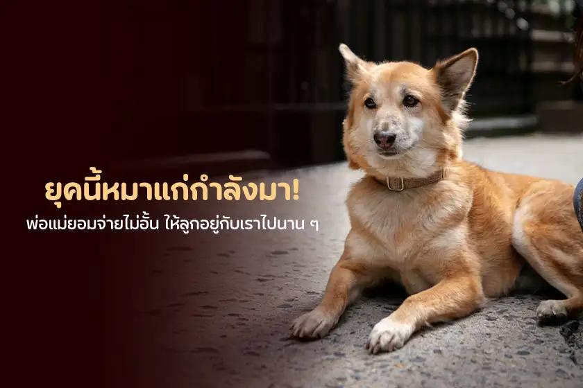 ยุคนี้หมาแก่กำลังมา! พ่อแม่ยอมจ่ายไม่อั้น ให้ลูกอยู่กับเราไปนาน ๆ 