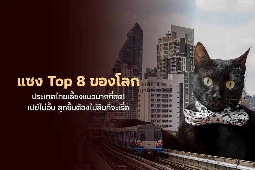 แซง Top 8 ของโลก ประเทศไทยเลี้ยงแมวมากที่สุด เปย์ไม่อั้น ลูกชั้นต้องไม่ลืมที่จะเริ่ด