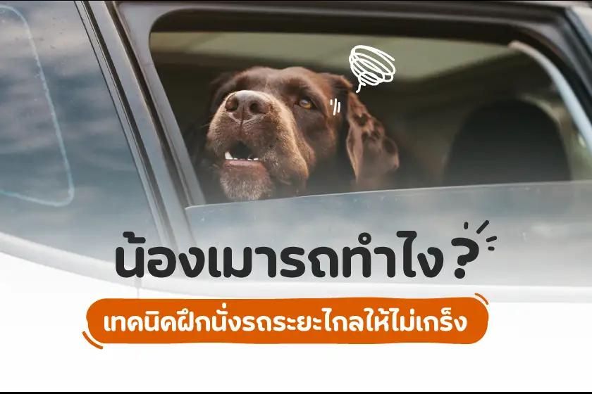 น้องเมารถทำไง?  เทคนิคฝึกนั่งรถระยะไกลให้ไม่เกร็ง